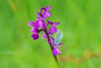 Orchis-morio-Azure